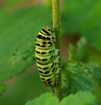 Comment chasser la chenille processionnaire ?