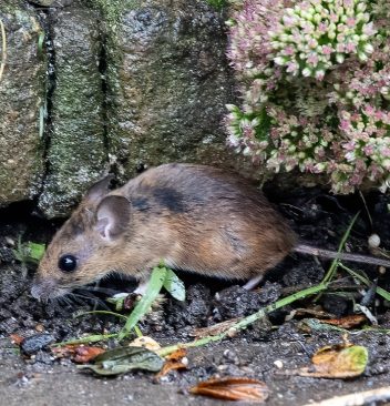 Nuisibles en Île-de-France : pourquoi faire appel à un exterminateur professionnel ?