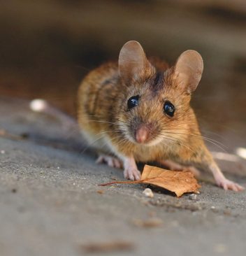 Des souris dans la maison ? Agissez efficacement !