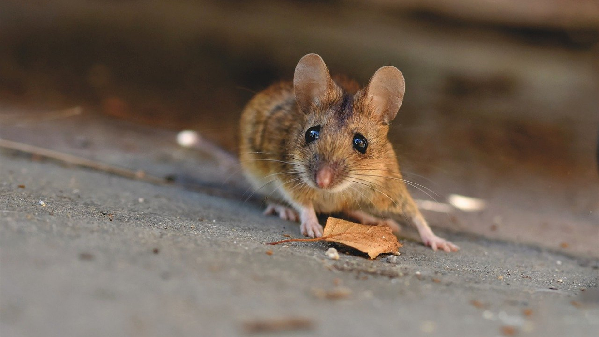 Des souris dans la maison ? Agissez efficacement !