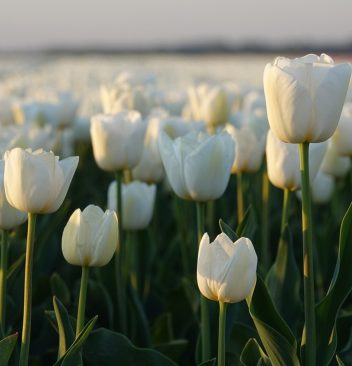 Les bienfaits d'un complément de floraison pour vos plantes