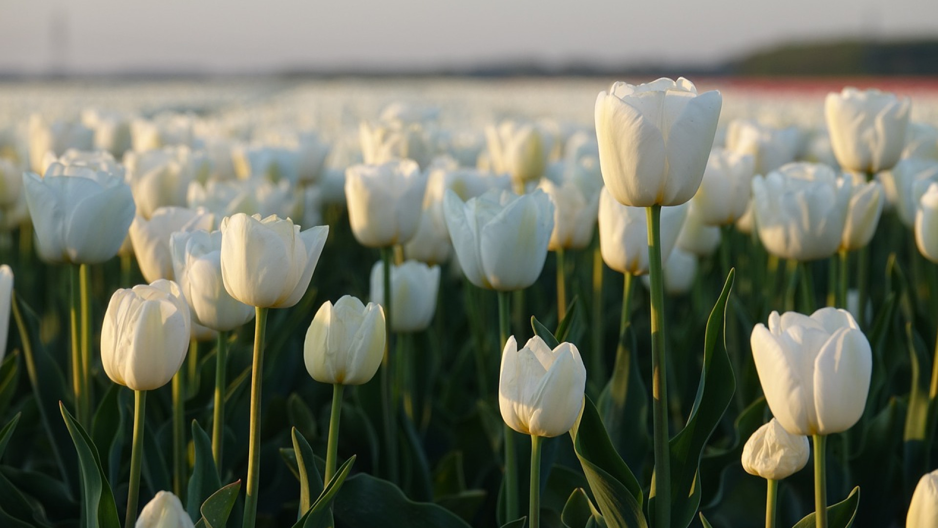 Les bienfaits d'un complément de floraison pour vos plantes