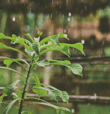 Les avantages écologiques des systèmes de récupération d'eau de pluie