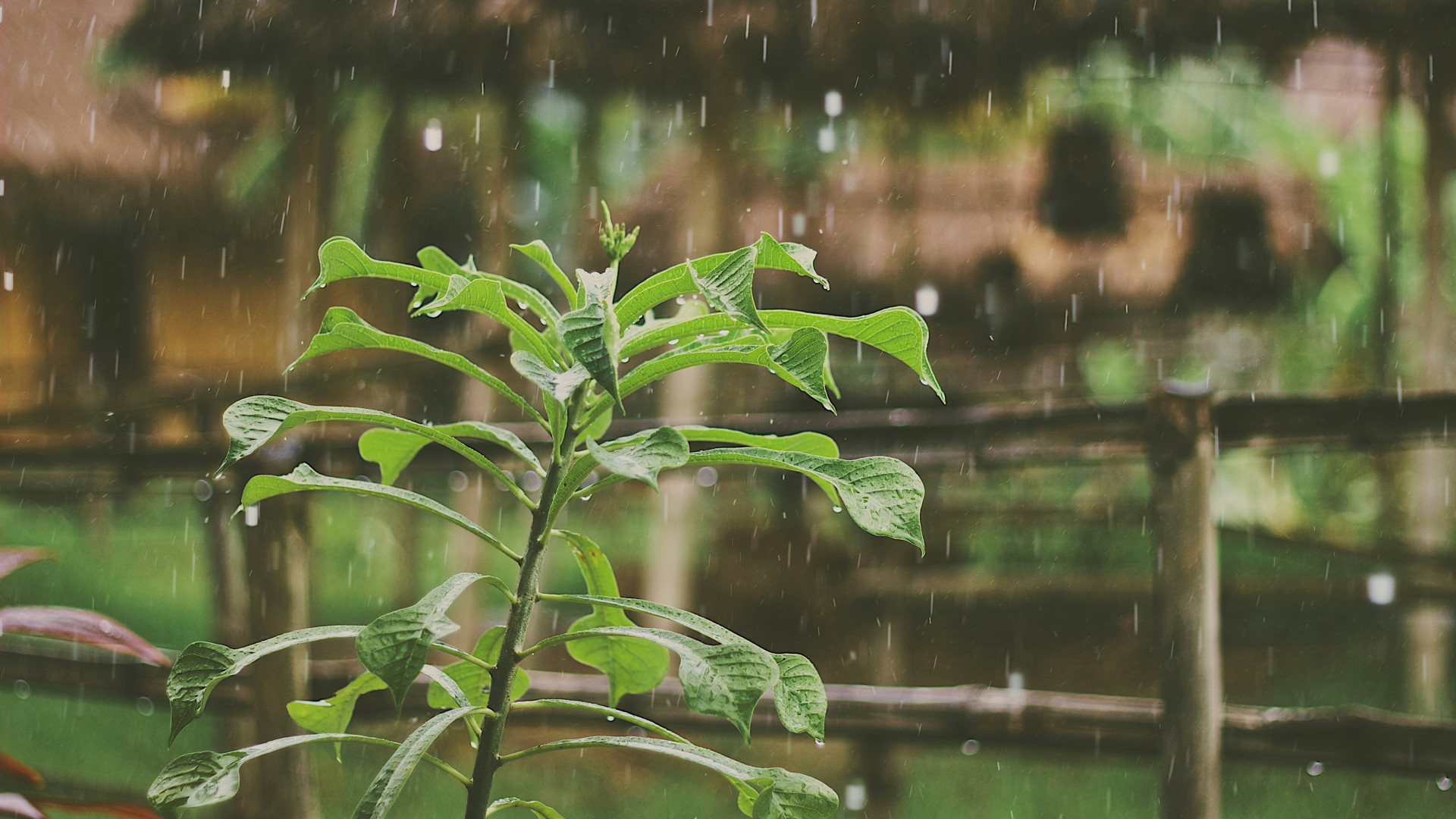 Les avantages écologiques des systèmes de récupération d'eau de pluie